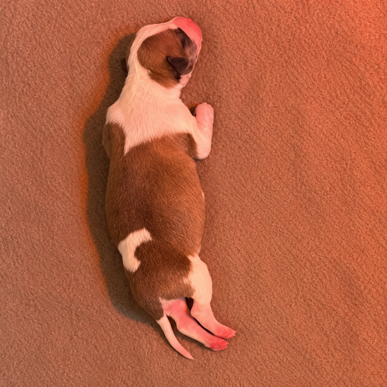 Les Rives De L'Aube D'Emeraudes - Chiots disponibles - Whippet