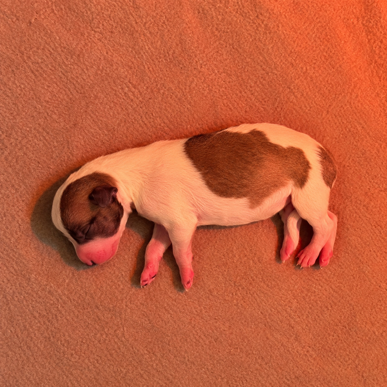 Les Rives De L'Aube D'Emeraudes - Chiots disponibles - Whippet