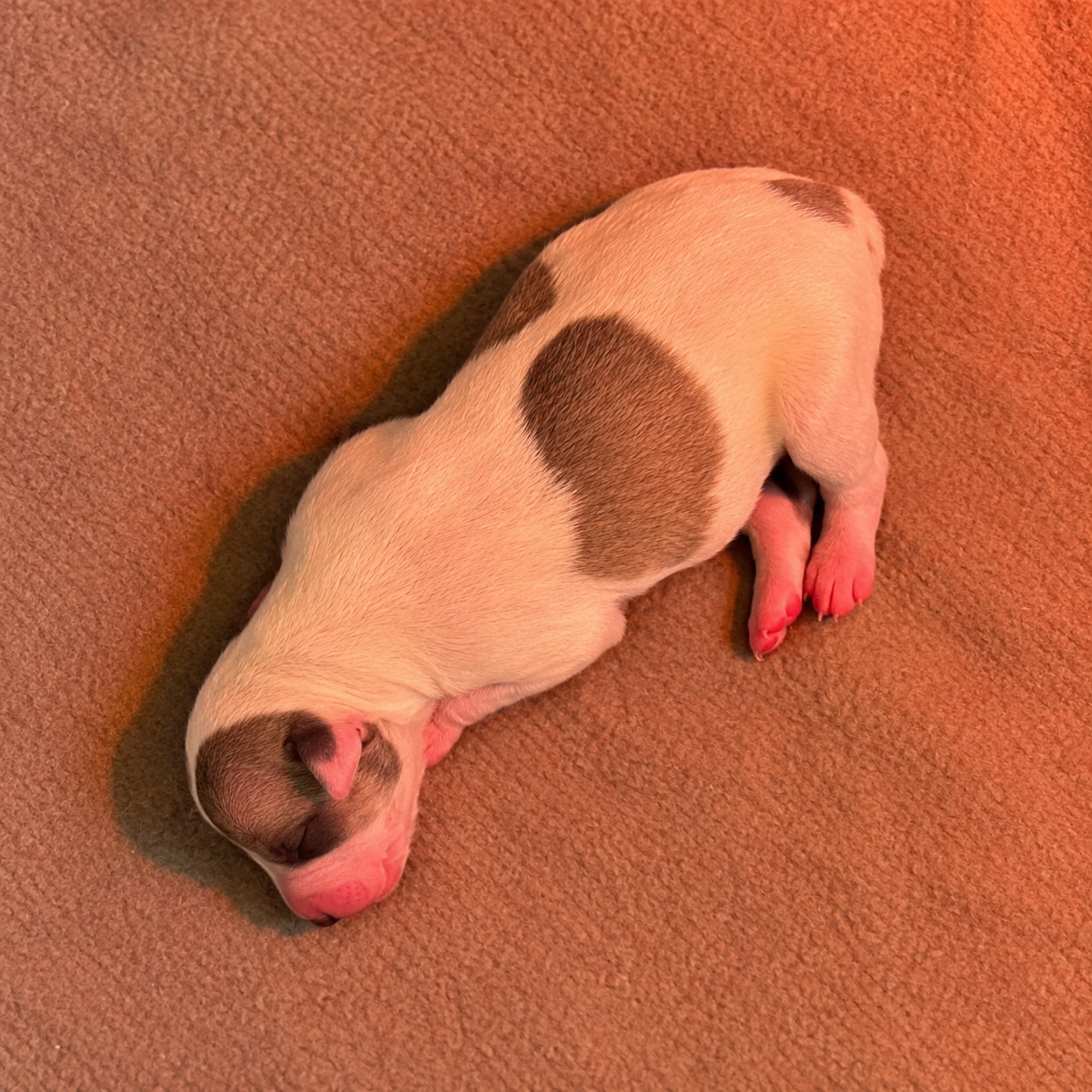Les Rives De L'Aube D'Emeraudes - Chiots disponibles - Whippet