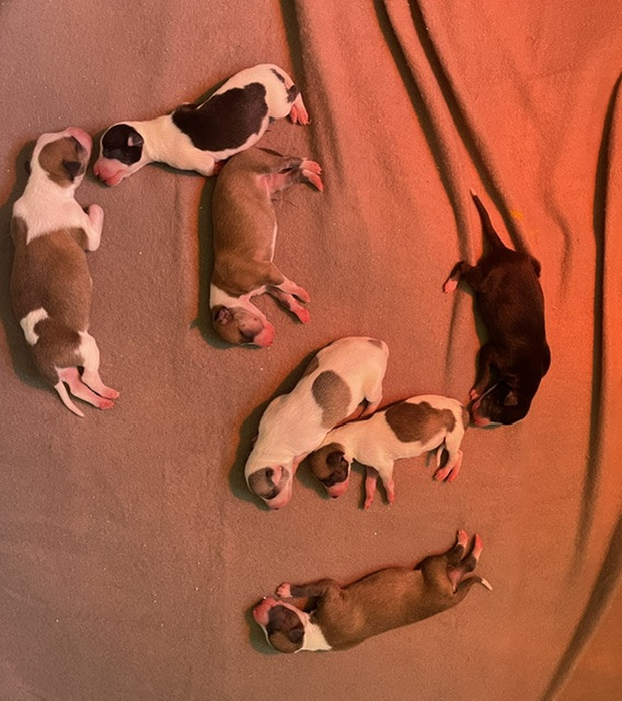 Chiot Whippet Les Rives De L'Aube D'Emeraudes