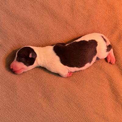 BISCUIT